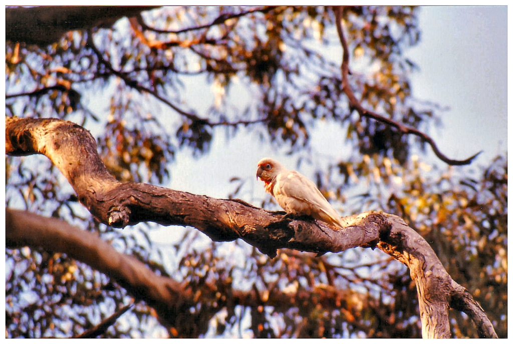 06 - Grampians Nat Park (0).jpg